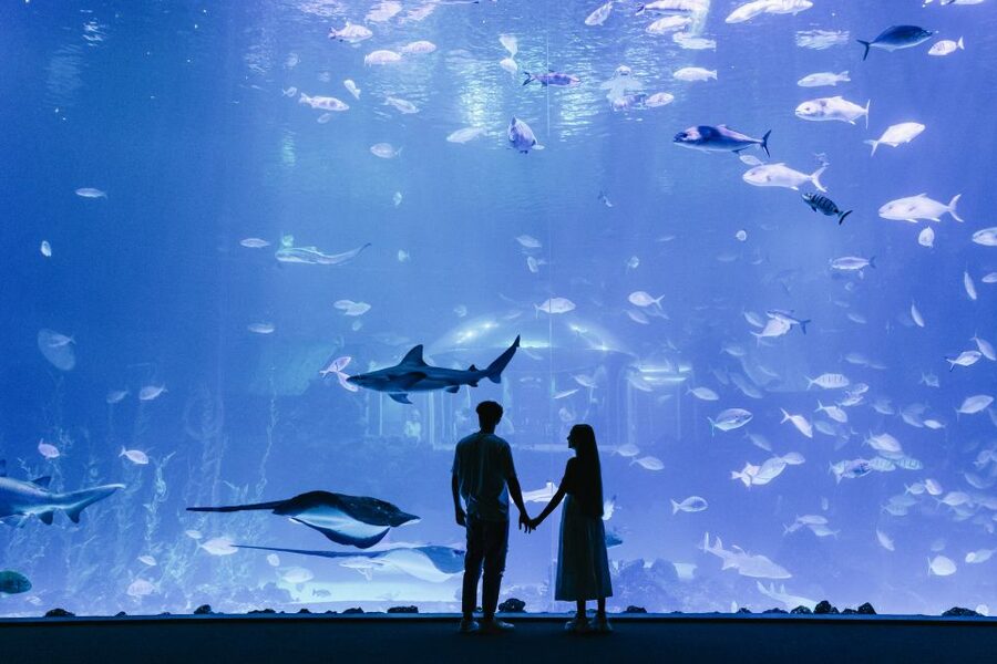 Poema del Mar Skip-the-Line Ticket - The Curved Window: The Moment People Keep Mentioning
