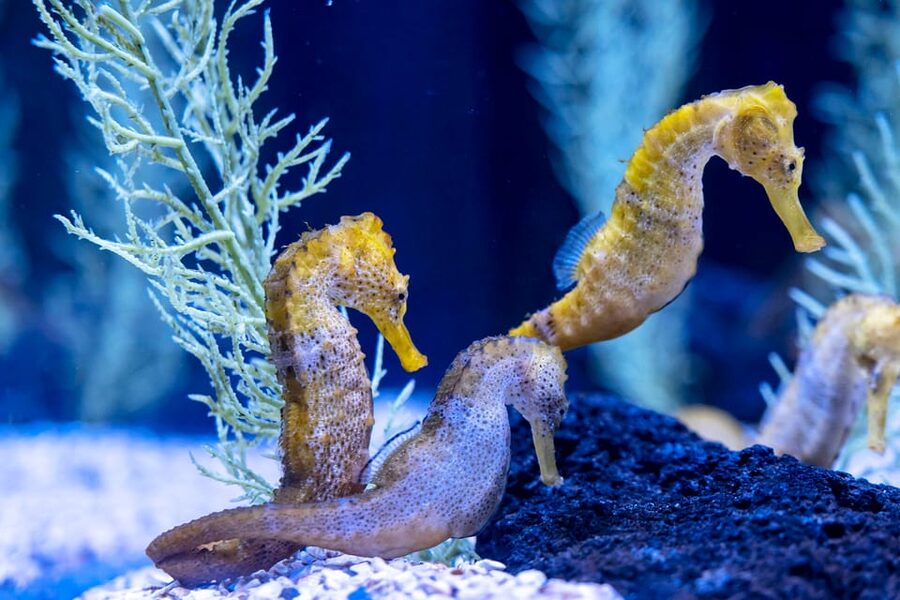 Poema del Mar Skip-the-Line Ticket - El Veril: Canary Island Species in a Vault-Like Tank