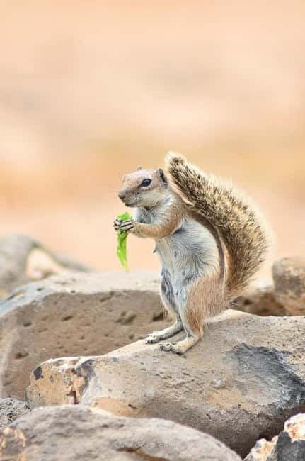 Popcorn Beach, Isla de Lobos y Dunas: ¡Popcorn Beach! - Popcorn Beach in Corralejo: coral-fragment shore and a photo-friendly break
