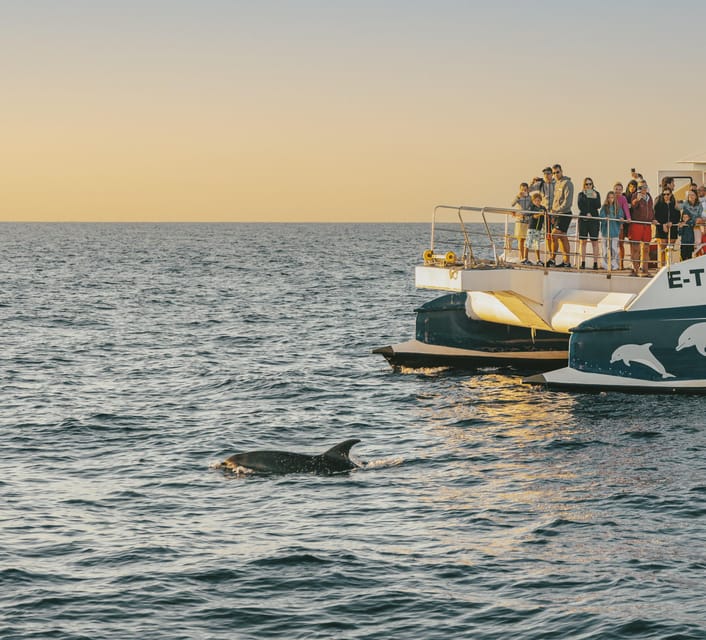 Port d'Alcudia: Sunrise at Sea & Dolphin Watching Boat Tour - Key highlights