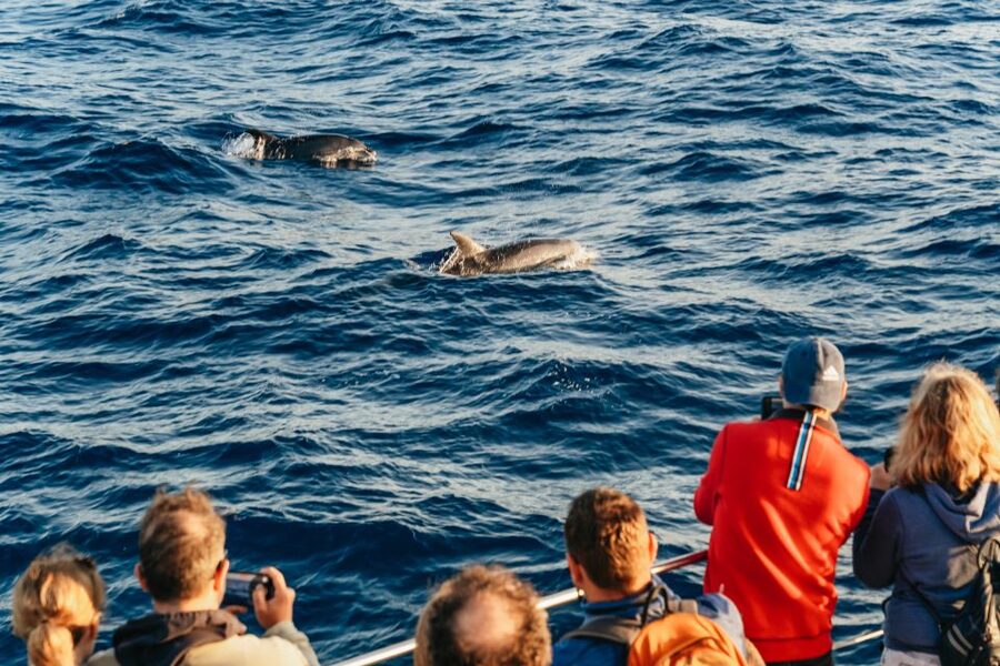 Port d'Alcudia: Sunrise at Sea & Dolphin Watching Boat Tour - Who should book this sunrise dolphin cruise from Alcúdia