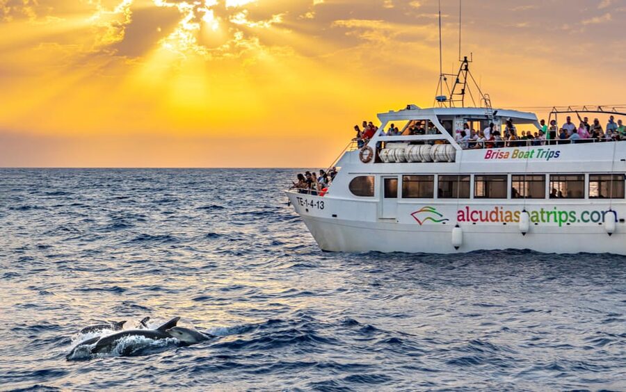 Port d'Alcudia: Sunrise at Sea & Dolphin Watching Boat Tour - The ride before sunrise: stars, music, and that half-awake feeling