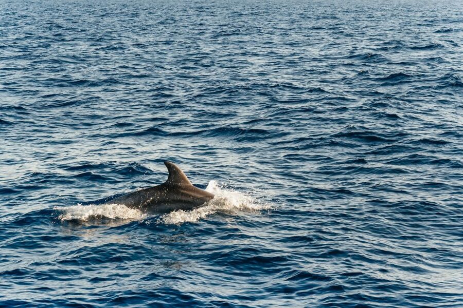 Port d'Alcudia: Sunrise at Sea & Dolphin Watching Boat Tour - Sunrise cruise: where the light lands and the photos happen