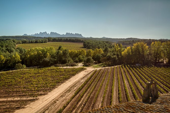 Premium Montserrat & Wine Full Day Tour from Barcelona - VIP upgrade: aging room tour and barrel samples for premium wine fans