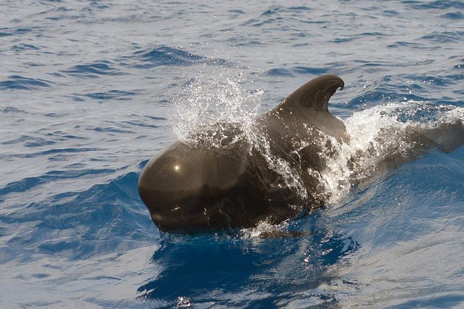 Private 2 hour Whale Watching Tour - Puerto Colón Marina Dock Pantalán No. 3, and How to Start Smoothly