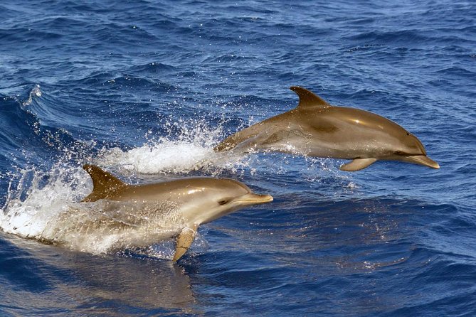 Private 2 hour Whale Watching Tour - Responsible Whale Watching, Not Just Close Encounters