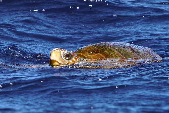 Private 2 hour Whale Watching Tour - Hydrophone Listening: Hearing the Sea Life, Underwater