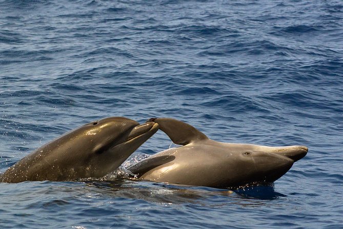 Private 2 hour Whale Watching Tour - Photos After the Tour: The Easiest Kind of Souvenir