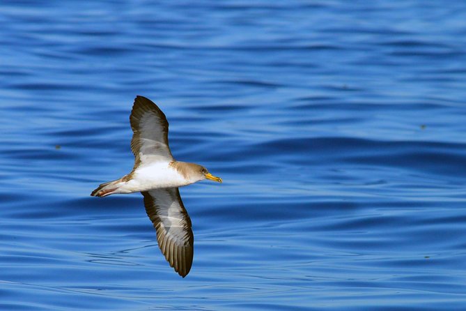 Private 2 hour Whale Watching Tour - What You Can Realistically See Off Tenerife