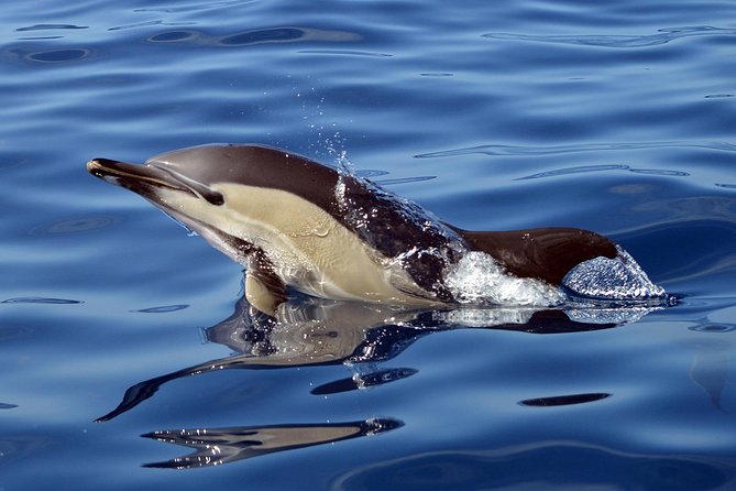 Private 2 hour Whale Watching Tour - Duration, Timing, and How the 2 Hours Likely Feels