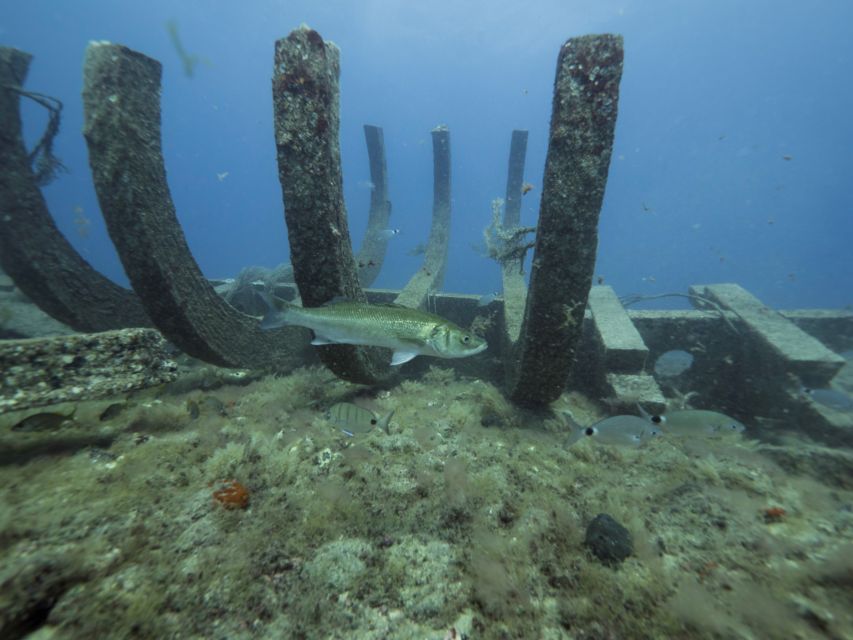 Puerto de Mogán: Submarine Tour - Should you book Puerto de Mogán’s Golden Shark submarine tour?