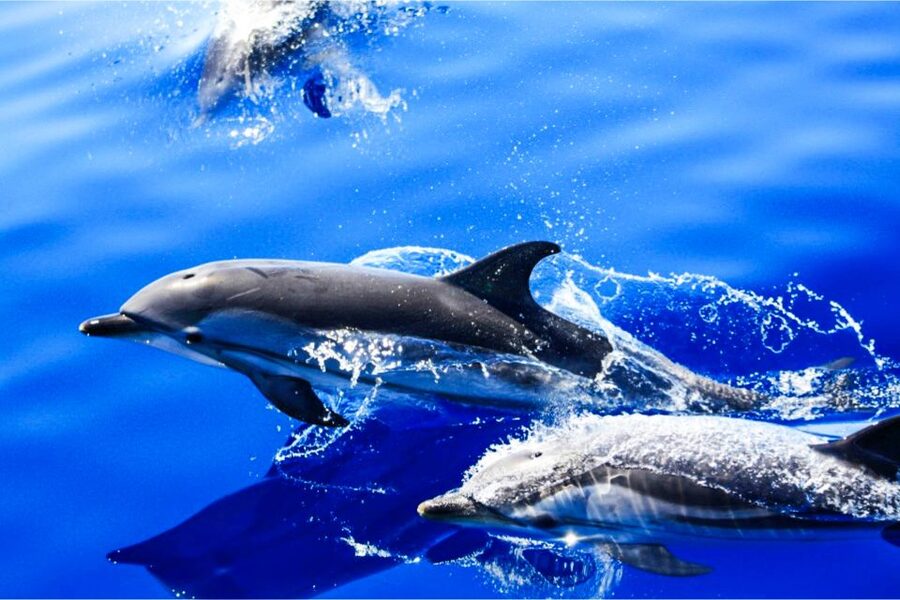Puerto del Carmen: Dolphin-Watching Speedboat Tour with Swim - Key Points at a Glance