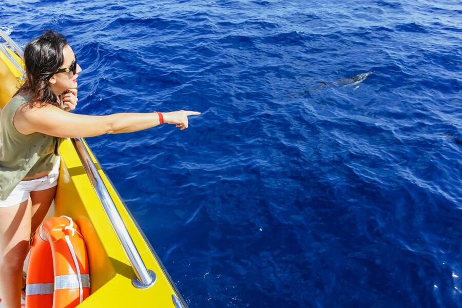 Puerto del Carmen: Dolphin-Watching Speedboat Tour with Swim - FAQ