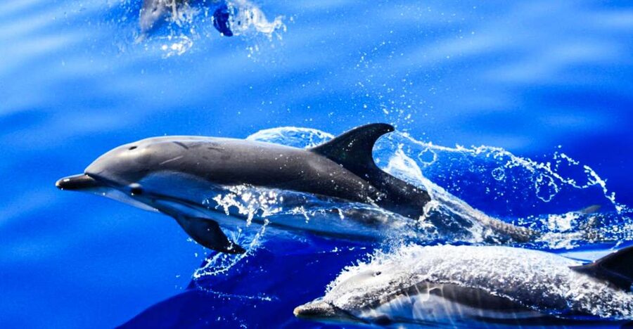 Puerto del Carmen: Dolphin-Watching Speedboat Tour with Swim - The Commentary That Makes It Worth More Than a Trip Around the Bay