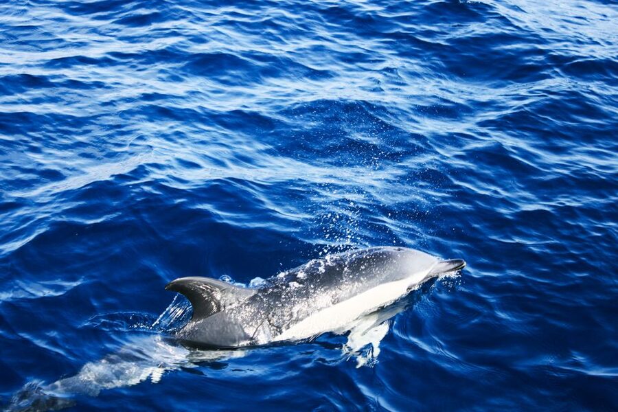 Puerto del Carmen: Dolphin-Watching Speedboat Tour with Swim - The Swim Stop in Atlantic Water: Refreshing, But Treat It Seriously