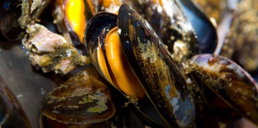 Ría de Arousa: Boat Ride to Mussel Farm with Tasting - Accessibility and comfort: what wheelchair access likely means here