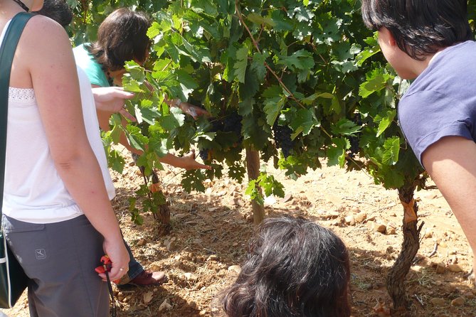 Ribera del Duero Wineries Guided Tour & Wine Tasting from Madrid - Stop in Ribera del Duero: Wine Country Context Before the Wineries