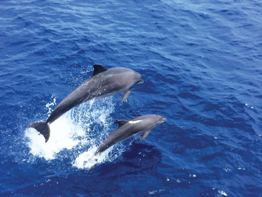 Santa Ponsa: Dolphin Watching Cruise - Key Things to Know Before You Go