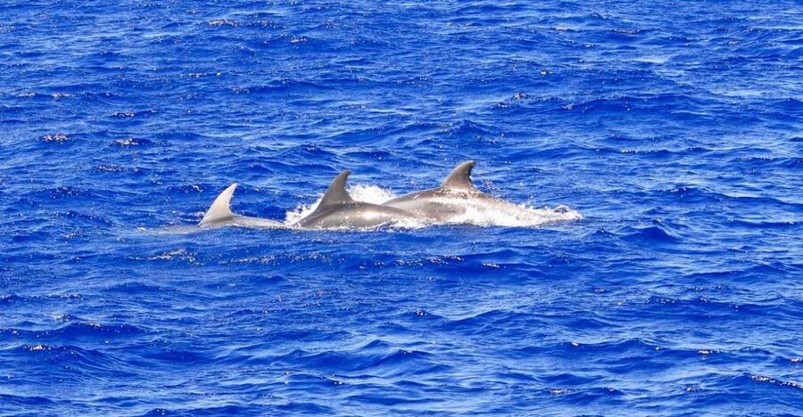 Santa Ponsa: Dolphin Watching Cruise - Santa Ponsa Departure: What the Start Really Feels Like