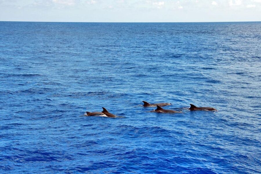 Santa Ponsa: Dolphin Watching Cruise - The Dolphin Cruise Route: Southwest Mallorca Views That Still Matter