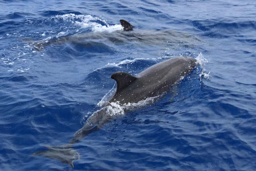 Santa Ponsa: Dolphin Watching Cruise - Onboard Cormoran Speed Boat: Seating, Size, and Real Comfort