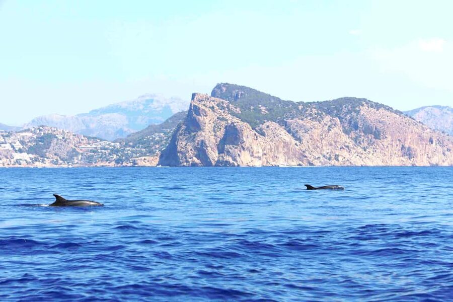 Santa Ponsa: Dolphin Watching Cruise - The Swim Stop in a Mediterranean Cove: Snorkel Gear and Timing