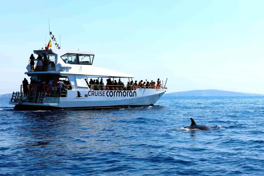 Santa Ponsa: Dolphin Watching Cruise - Drinks and Snacks Aboard: What the Bar Adds to the Value