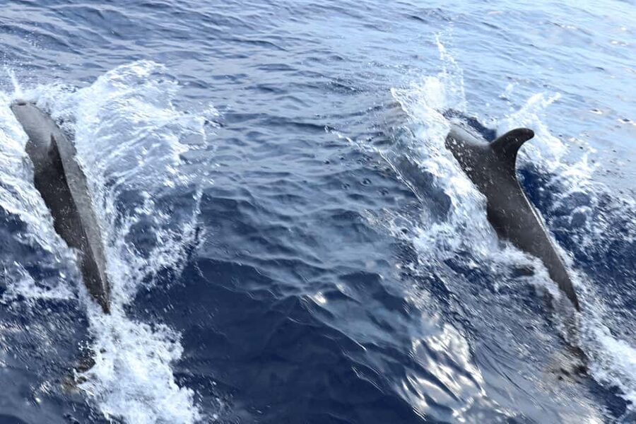 Santa Ponsa: Dolphin Watching Cruise - Practical Tips to Make Your Trip Smoother