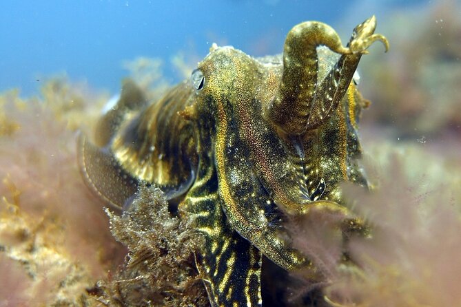 Scuba Diving Experience for Beginners in Gran Canaria - Gear Up and Get Your PADI-Style Briefing