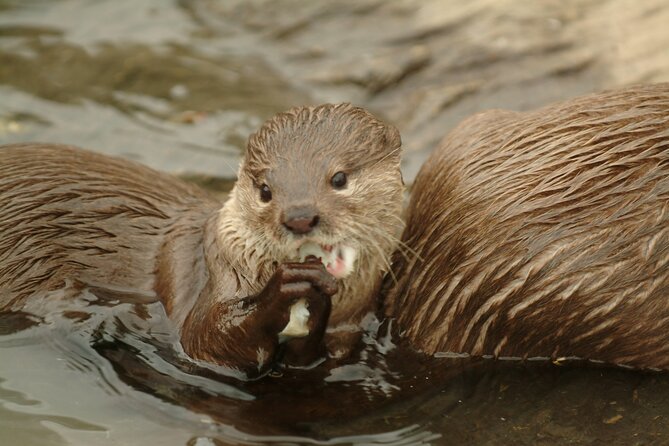 Sealife Benalmadena Entrance Ticket - Interactive Rockpool Experience: Where Kids Actually Participate