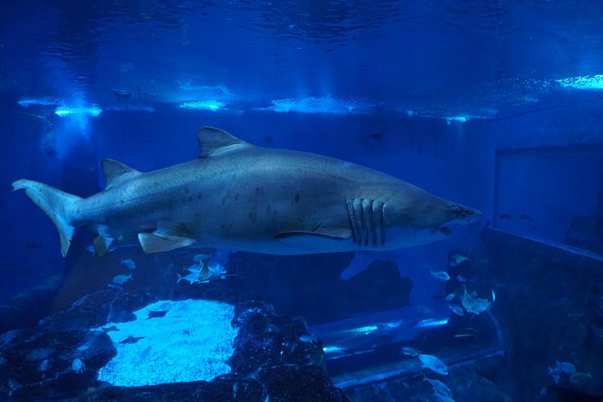 Seville Aquarium Admission Ticket - Seville Aquarium in one sentence: Magellan’s voyage, turned into tanks