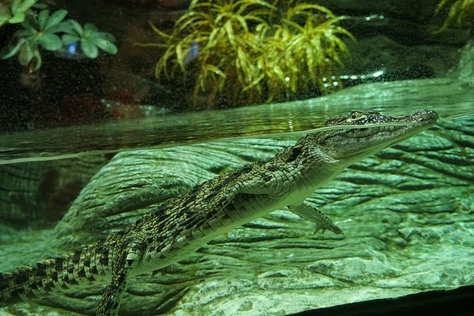 Seville Aquarium Admission Ticket - How many animals you really get for the money