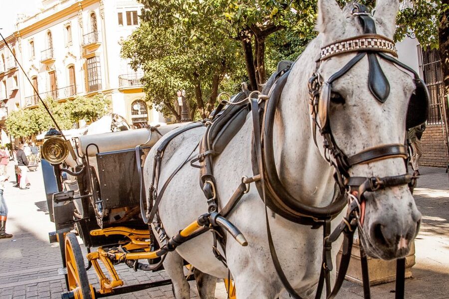 Seville: Authentic and Romantic Horse-Drawn Carriage Ride - Photo and comfort tips that actually help