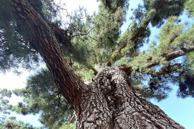 Small Group Teide National Park Volcanic and Forest Wonders - Queen’s Shoe and Los Roques de Garcia: the geology you can almost laugh at