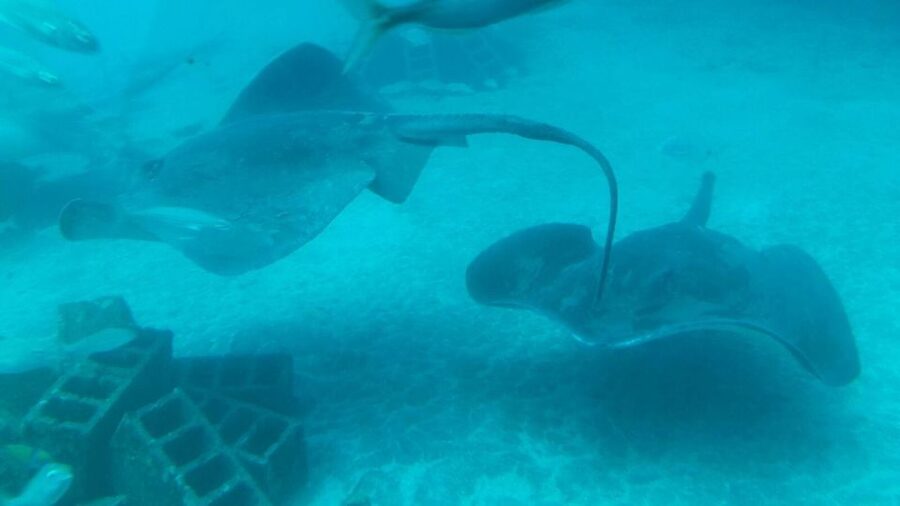 Southern Tenerife: 50-Minute Submarine Dive - The divers close to the glass: sting rays and the photo moment