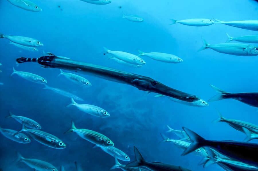 Southern Tenerife: 50-Minute Submarine Dive - Timing and comfort: short on the clock, big on memories