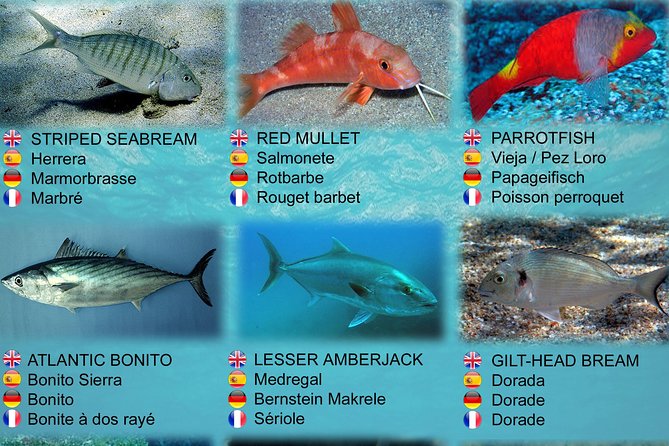 Submarine Safaris Lanzarote - Calero Marinas and the rhythm of the day on the schedule