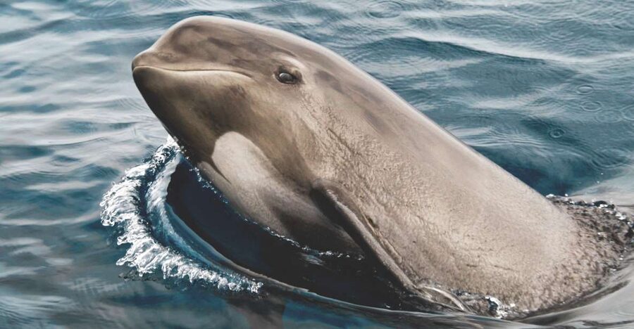 Tarifa: Whale & Dolphin Watching in the Strait of Gibraltar - Key highlights (what makes this whale watching trip worth your time)