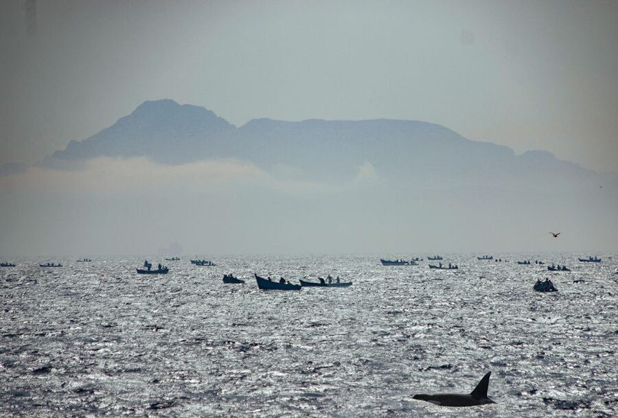 Tarifa: Whale & Dolphin Watching in the Strait of Gibraltar - Who should book this Tarifa whale watching cruise