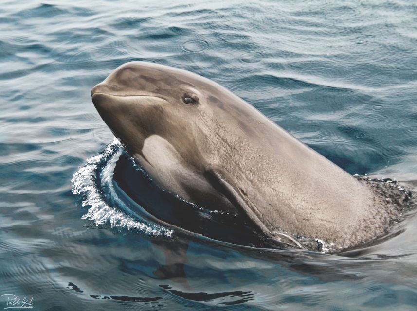 Tarifa: Whale & Dolphin Watching in the Strait of Gibraltar - Tarifa to the Strait of Gibraltar: why this route is so good