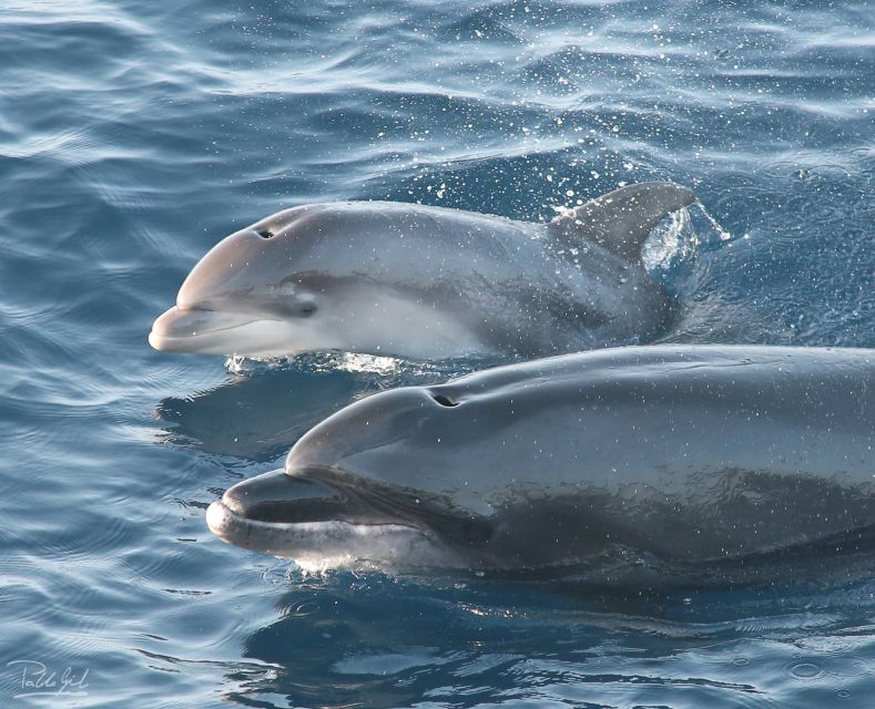 Tarifa: Whale & Dolphin Watching in the Strait of Gibraltar - On the water for two hours: dolphins first, then keep scanning for whales