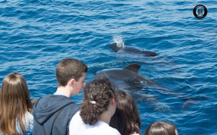Tarifa: Whale & Dolphin Watching in the Strait of Gibraltar - Species checklist you might actually care about (and what it means)