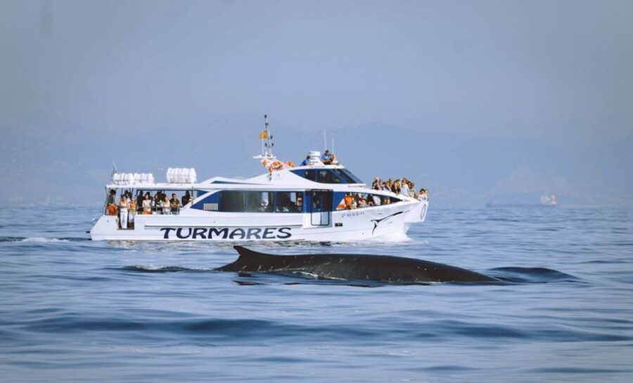 Tarifa: Whale & Dolphin Watching in the Strait of Gibraltar - The crew’s wildlife rules: why ethical watching feels better