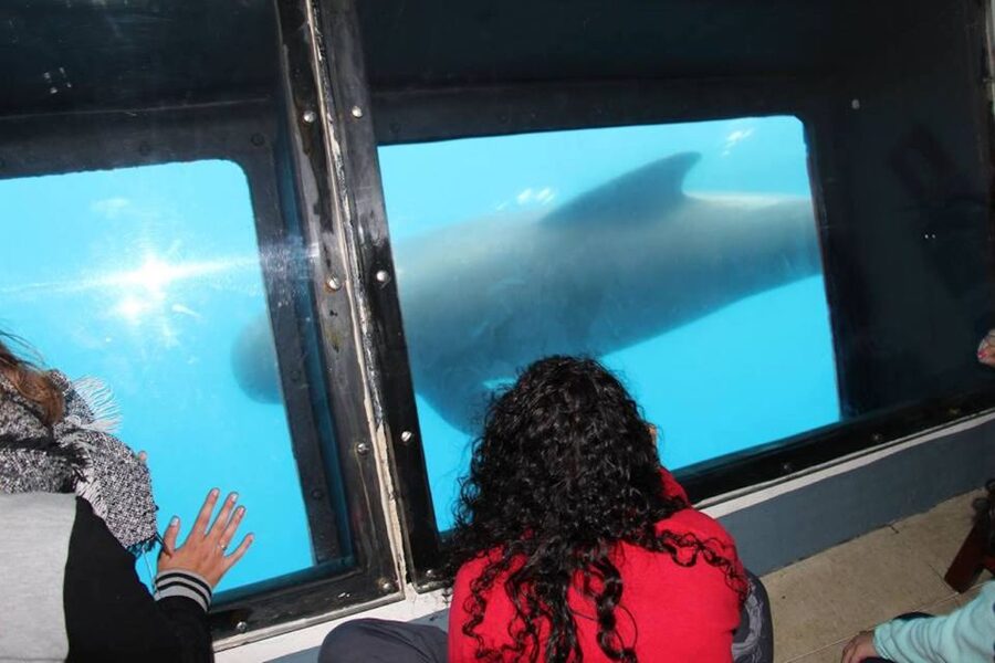 Tarifa: Whale & Dolphin Watching in the Strait of Gibraltar - Price and value: $53 for two hours, and where the value actually comes from
