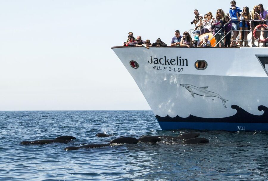 Tarifa: Whale & Dolphin Watching in the Strait of Gibraltar - Practical tips so you enjoy the ride instead of fighting it