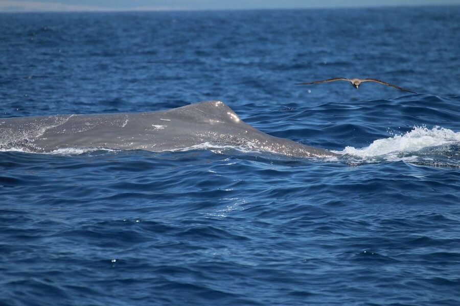 Tarifa: Whale & Dolphin Watching in the Strait of Gibraltar - Turmares in Tarifa: what the start feels like in real life