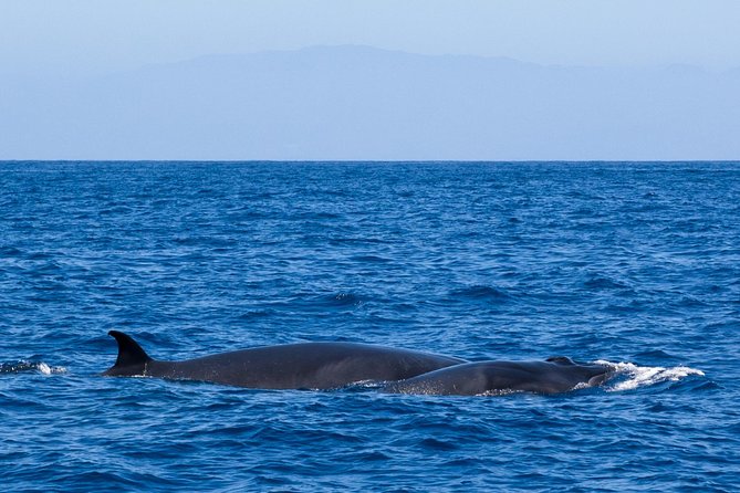 Tenerife 3-Hour Discover Whales and Dolphins - Captain Salvador, crew guidance, and respectful animal viewing