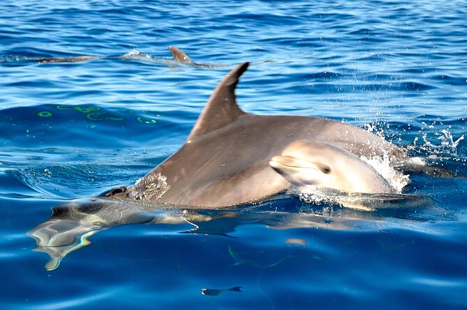 Tenerife 3-Hour Discover Whales and Dolphins - Pickup, timing, and where the day starts
