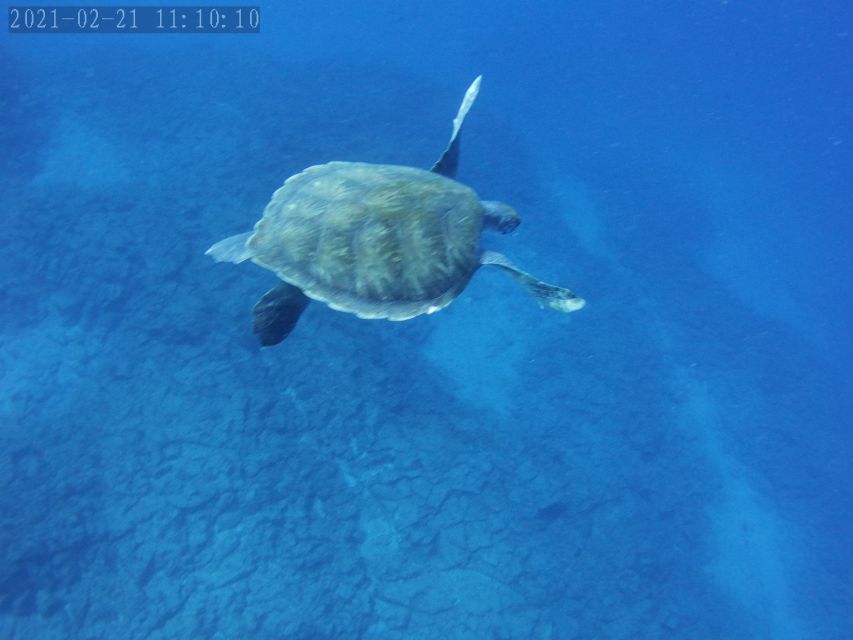 Tenerife: Beginner's Dive at a Spot with Turtle Sightings - Should you book this beginner scuba outing in Puerto Colón?