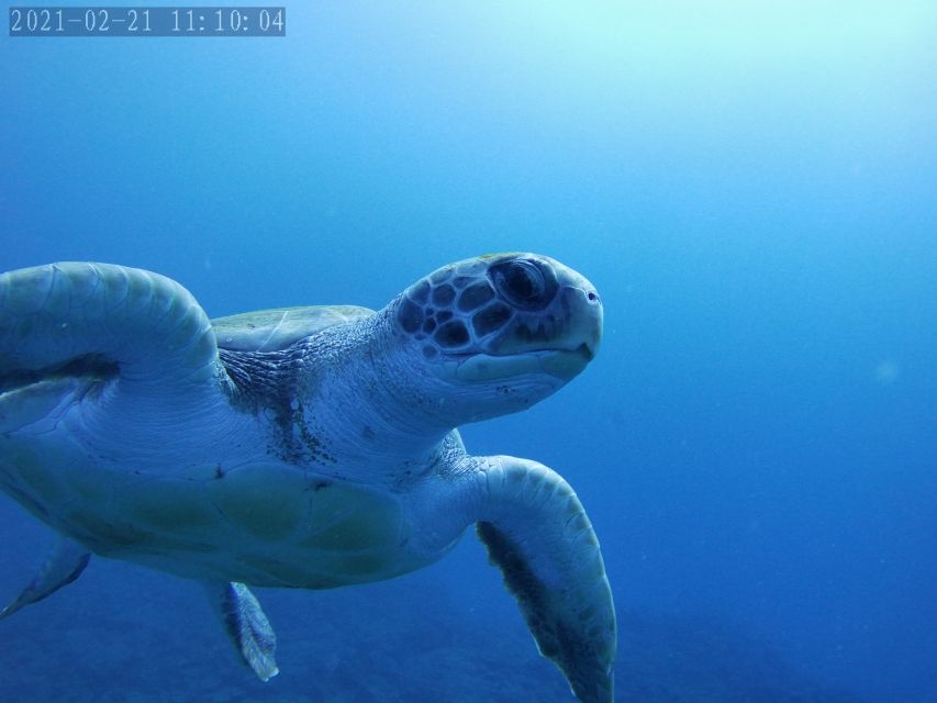 Tenerife: Beginner's Dive at a Spot with Turtle Sightings - Who this beginner scuba session fits best